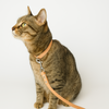 DIY Pet Hand-held Leash with Webbing Splicing Style