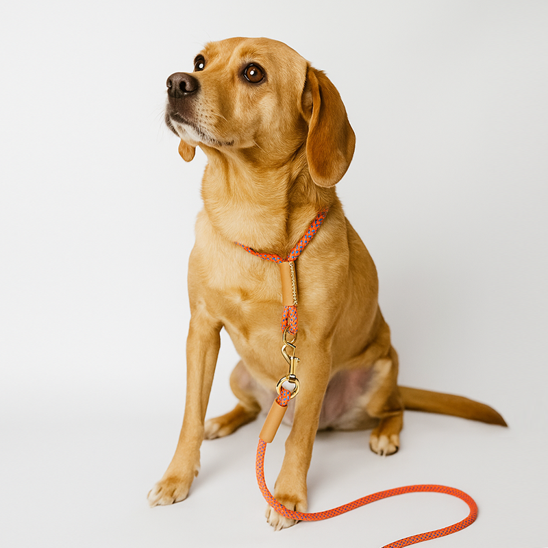 DIY Hand-held leash (Nylon Rope)