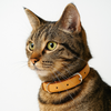 DIY Leather Cat Collar With Pin Buckle